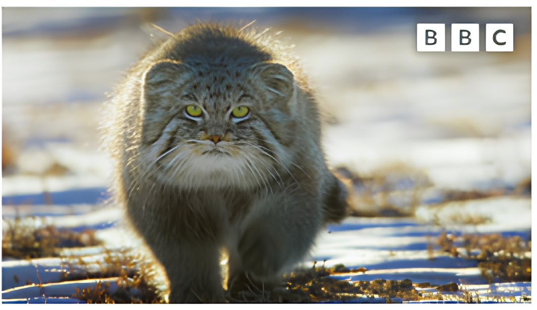 Pallas's Cat